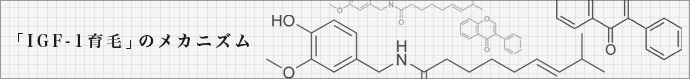 「IGF-1育毛」のメカニズム図