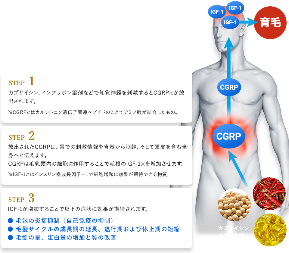 毛根で作られるIGFを毛母細胞が受け取り髪の毛として育っていきます
