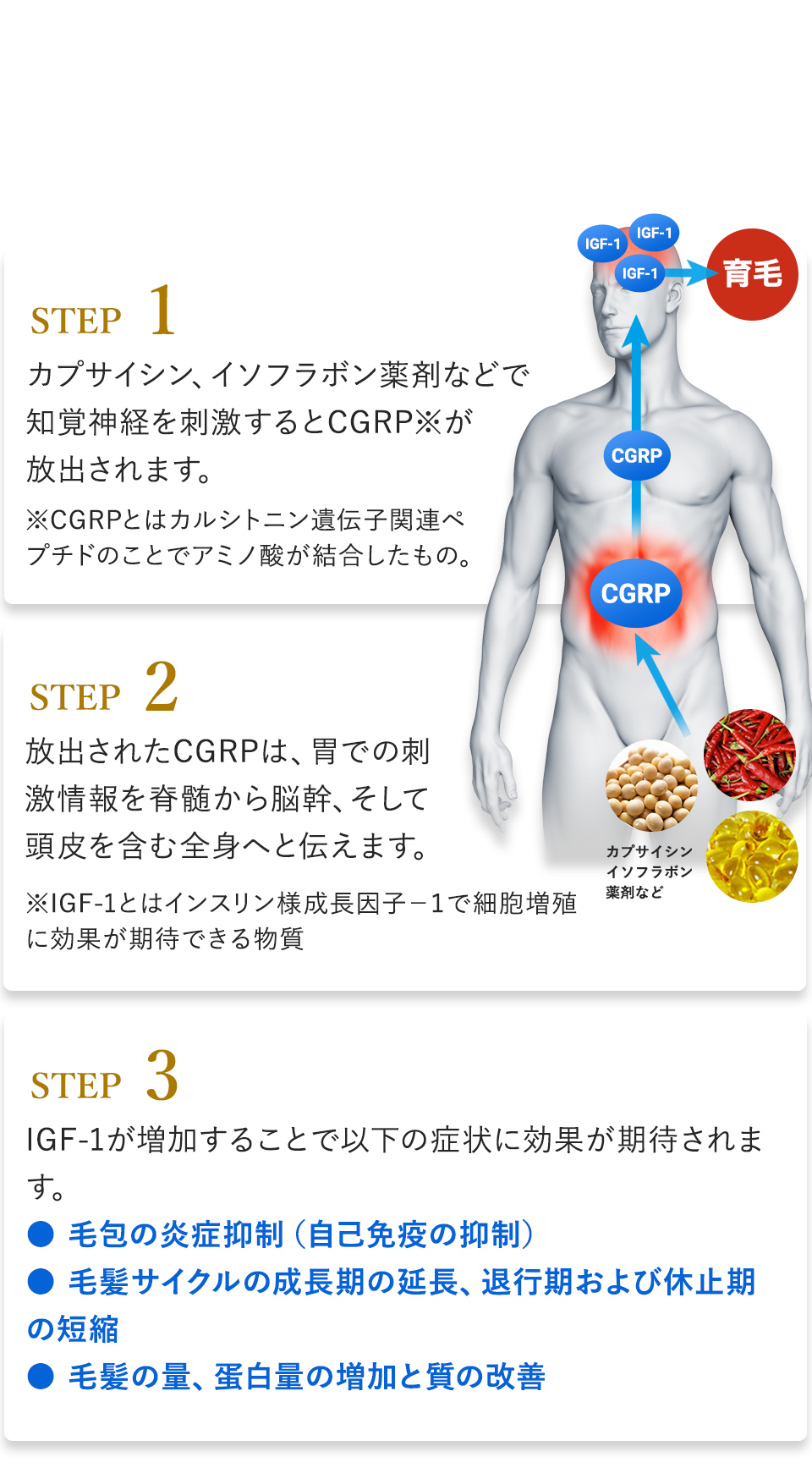 毛根で作られるIGFを毛母細胞が受け取り髪の毛として育っていきます