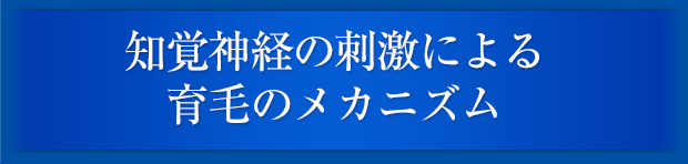 知覚神経の刺激による育毛のメカニズム