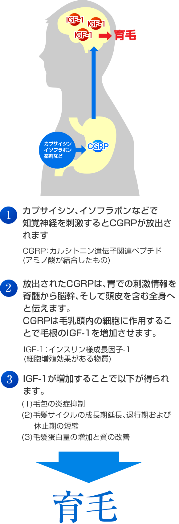知覚神経の刺激による育毛のメカニズム